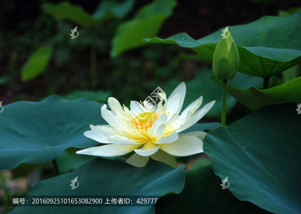 荷花名品,心潔
