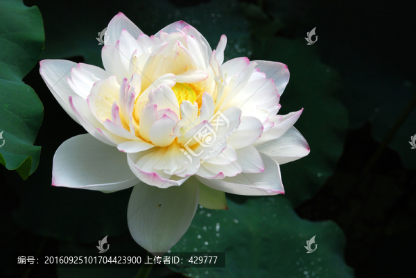 天山碧臺,荷花名品