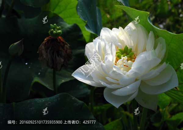 荷花,廣寒宮
