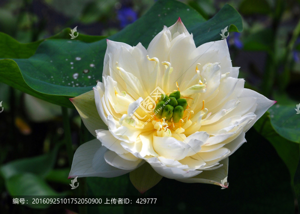 荷花品種,翠苔