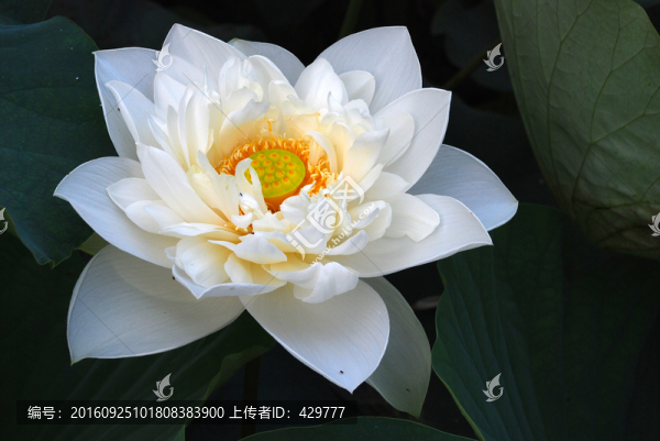 荷花,,水晶白