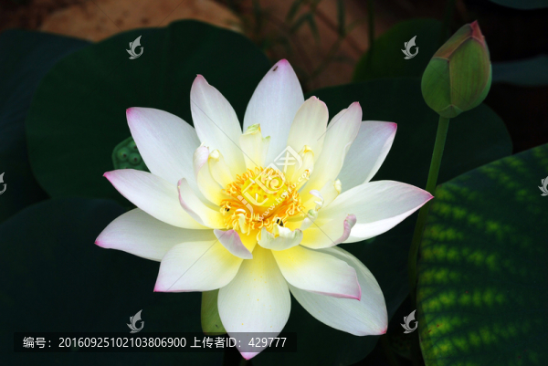 荷塘,荷花池,荷花攝影,荷葉