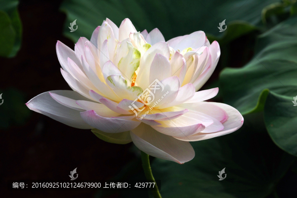 荷塘,荷花池,荷花攝影,荷葉