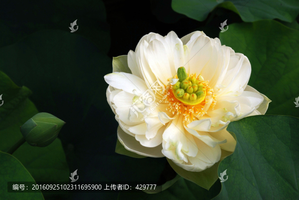 荷塘,荷花池,荷花攝影,荷葉