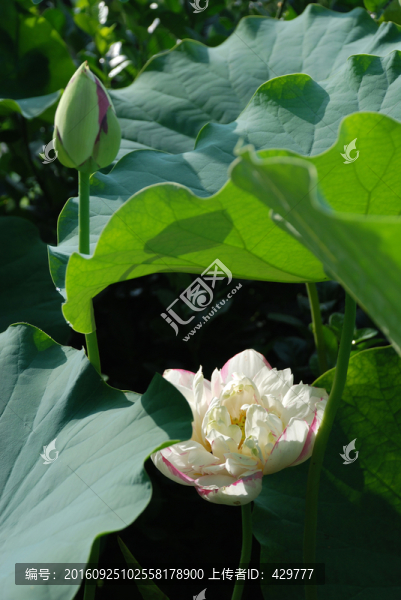 荷塘,荷花池,荷花攝影,荷葉