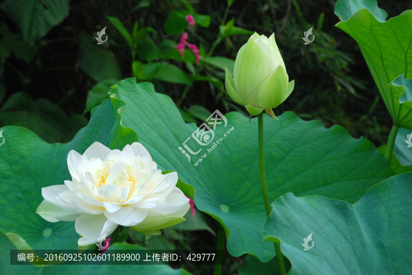 荷花