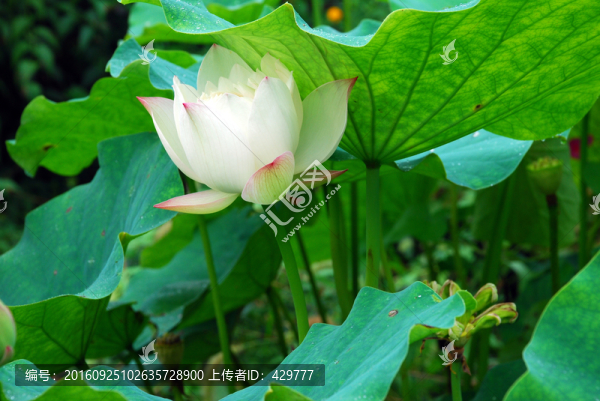 荷花