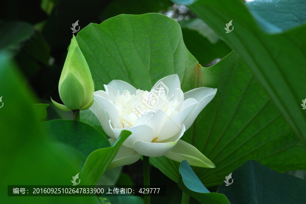 荷花