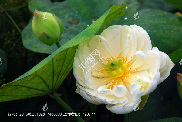 荷花