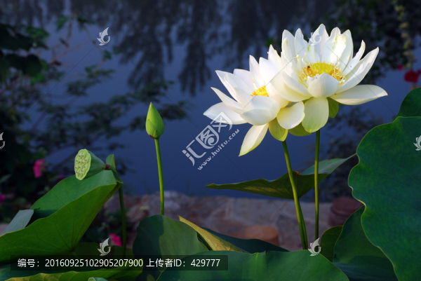 白荷花,,荷花池