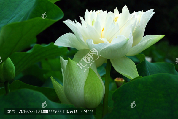 荷花,白蓮