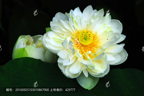白荷花,蓮花