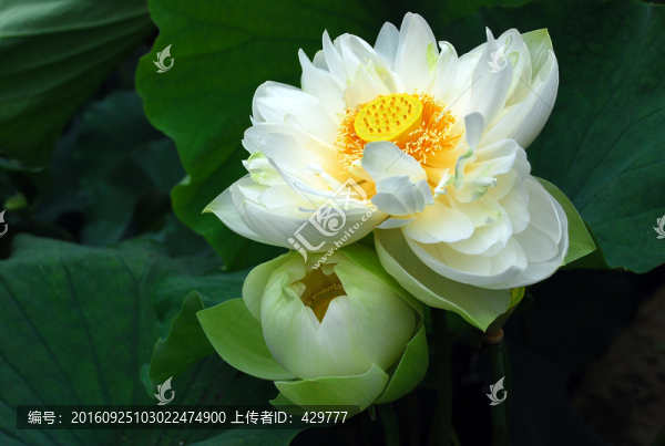 荷花,白蓮