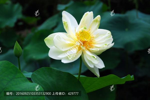 荷花