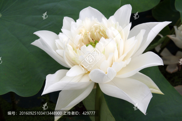 白蓮花,荷花