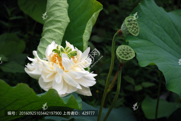 荷花