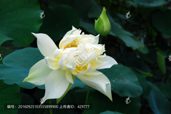 荷花