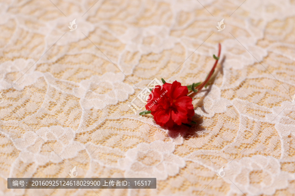 蕾絲,太陽花