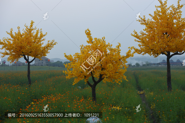銀杏樹(shù)