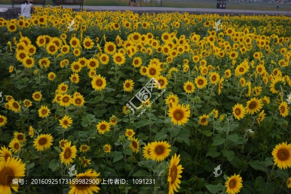 向日葵
