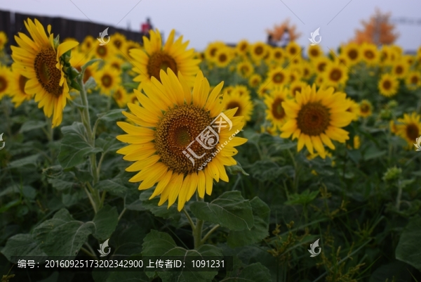 向日葵