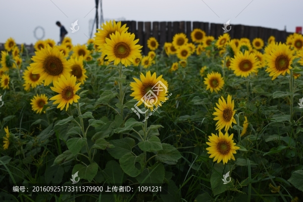 向日葵