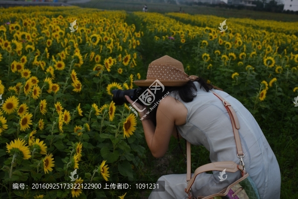 向日葵