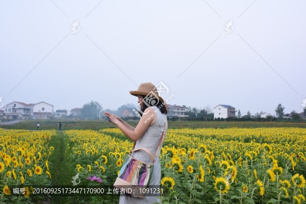 向日葵