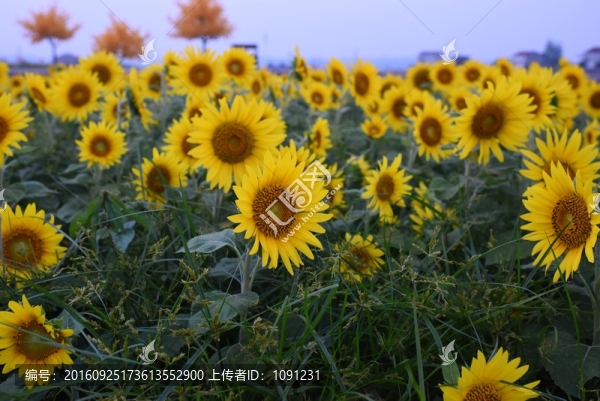 向日葵