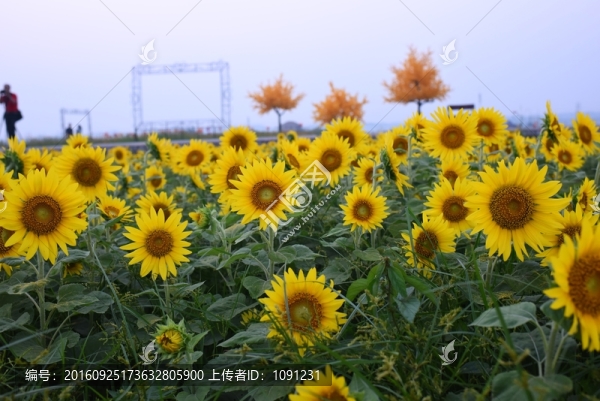 向日葵