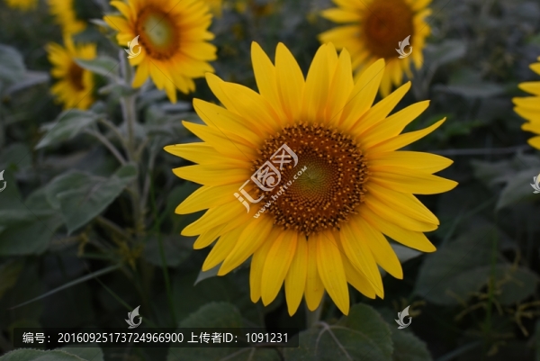 向日葵