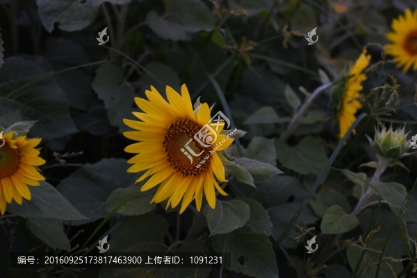 向日葵