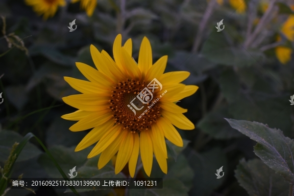 向日葵