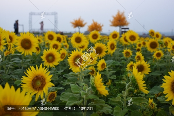 向日葵
