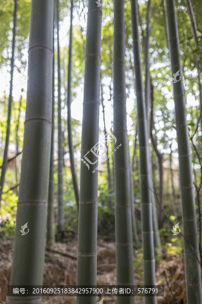 竹子