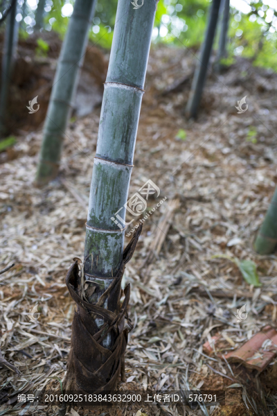 竹子