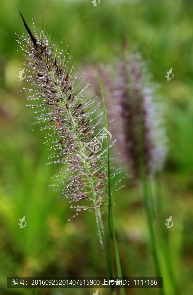 雨后露珠