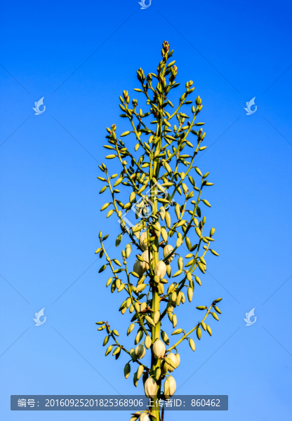 劍麻花