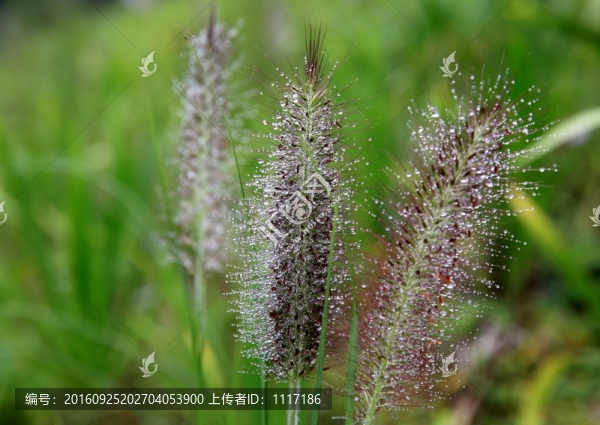 雨后露珠