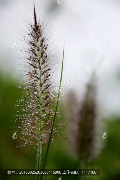 雨后露珠