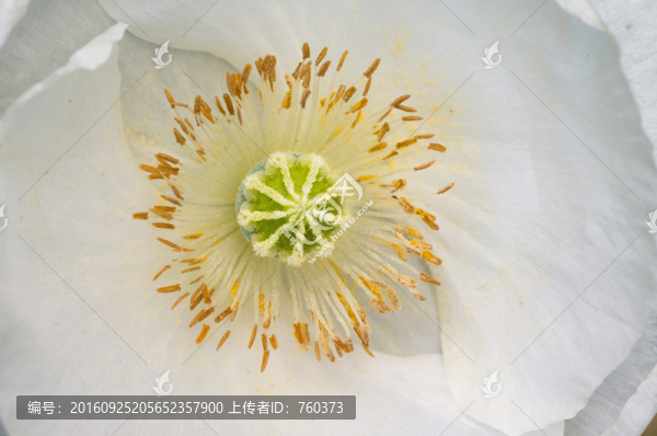 微距下的花蕾