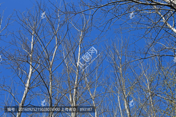 冬天的樹(shù)枝