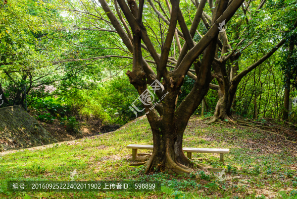 陽光大樹