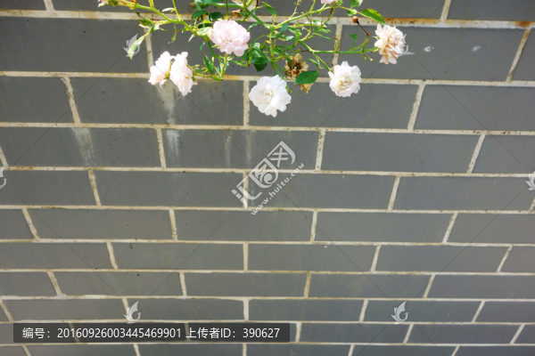 植物墻,磚墻