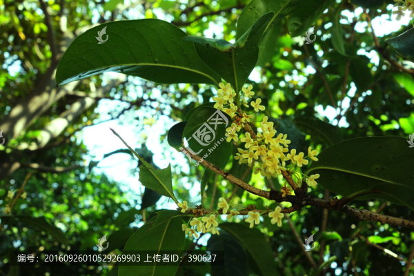 桂花樹(shù)