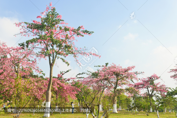 桃花林