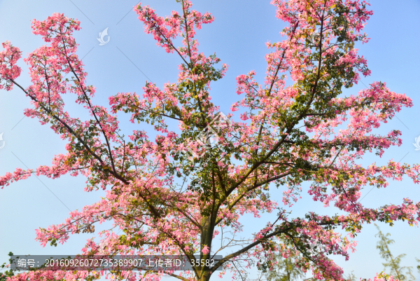 桃花林