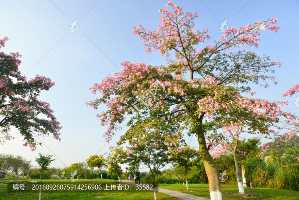 桃花林