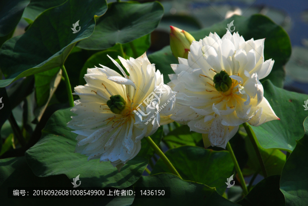 荷花,,,荷花池