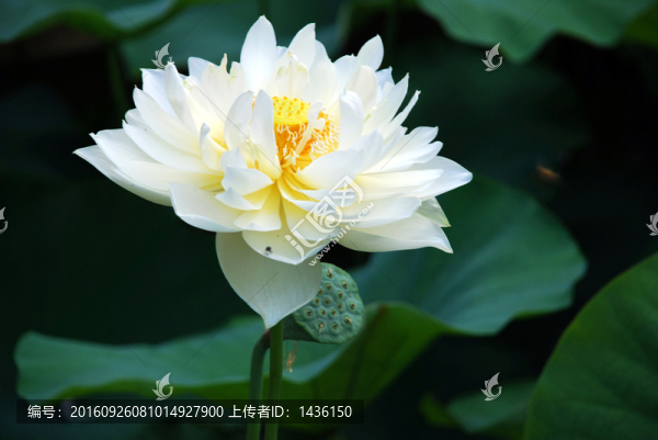 荷花,,,荷花池